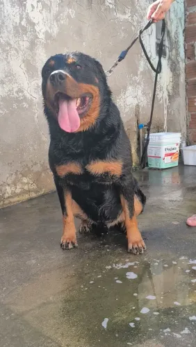 Rottweiler macho para cobertura