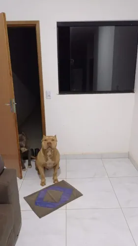 Pit Monster com pedigree.. Aceito trocas e escuto proposta..Super dócil..