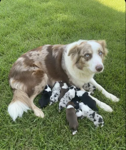 Filhotes de border collie