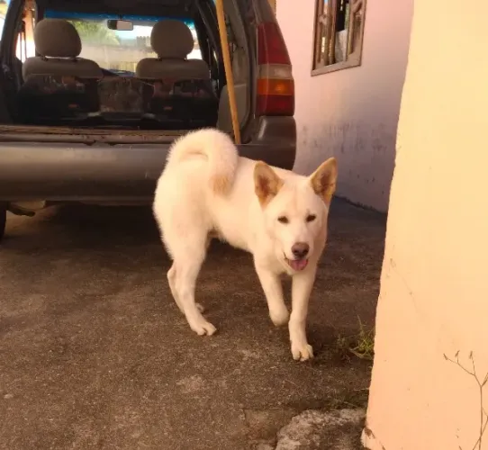 Cachorro de raça pura Akita