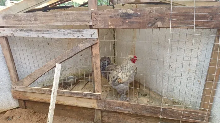 Galos brama
