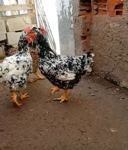 15 Ovos Férteis de Galinha Sertaneja Balão | Alta Fertilidade