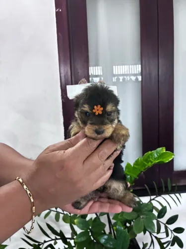 Yorkshire Terrier 