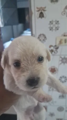 vendo cachorro de porte pequeno