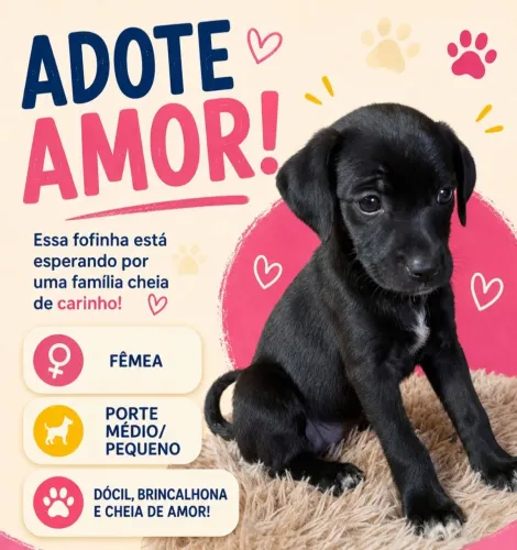 Doação filhotinha