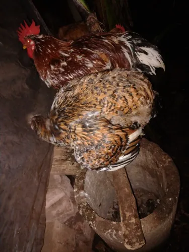Ovos galados