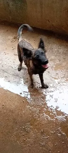 Filhote de Pastor Holandês com 3 meses macho .