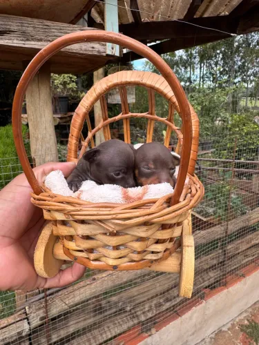 Pinscher miniaturas minúscula 