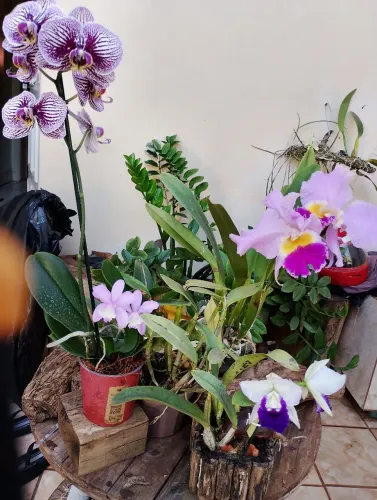 Kit orquídeas