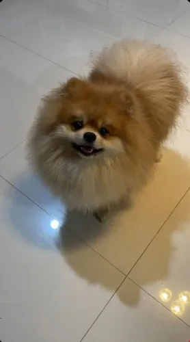 Vende-se lulu da pomerânia