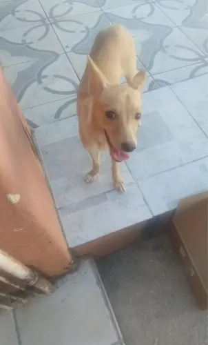 Cachorrinha caramelo para adoção responsável 