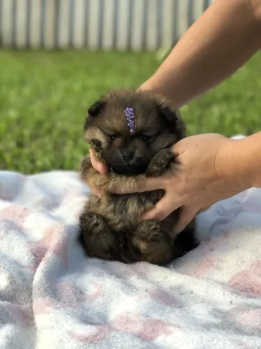 Spitz alemão O charme da roça em versão pet