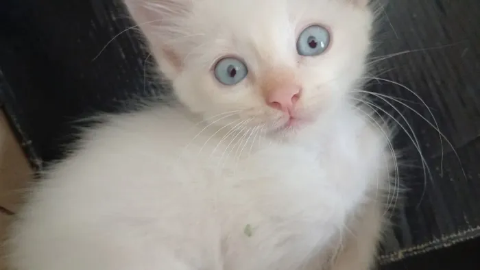 Gatinho macho para adoção