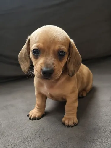 Dachshund Macho