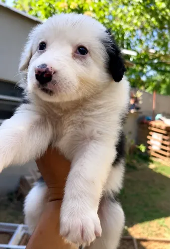 Fêmeas de Border Collie Preta com Branco