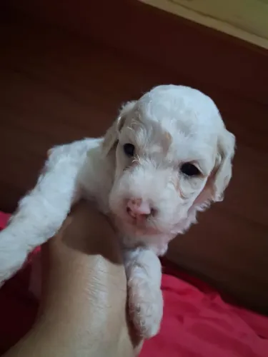 PODDLE TOY