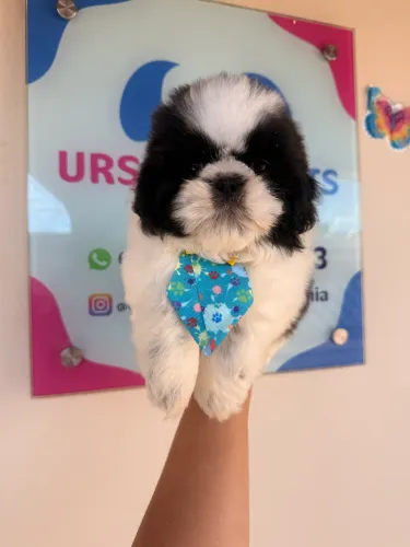 Shihtzu machinho muito fofo! Disponível