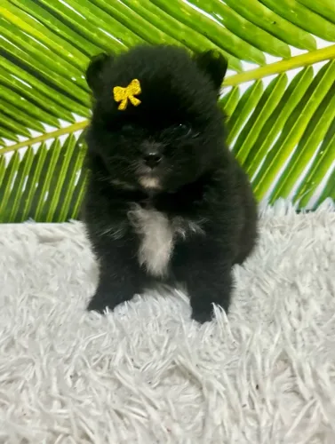 Casal de Spitz alemão Black