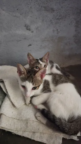Doação de gatinhos
