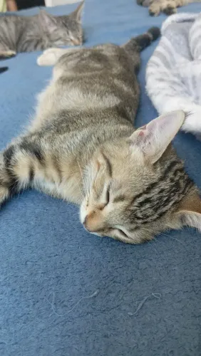 Doa-se esses gatinhos