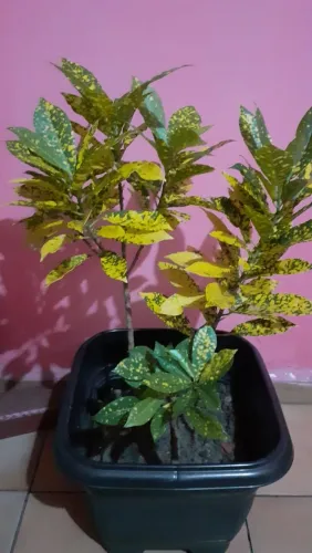 Vendo uma planta crotom