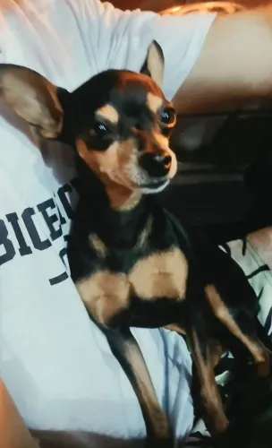Cachorro pinscher 2