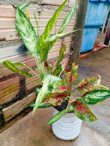 Aglaonema