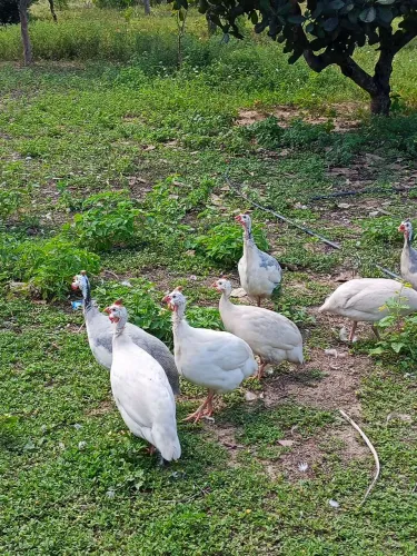 GUINÉ MACHO ADULTO DISPONÍVEL NA COR BRANCA E PAMPA DE LAVANDA 