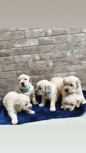Filhotes de Golden Retriever