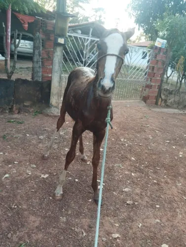 Vendo potra linhagem de vaquejada com 7 meses