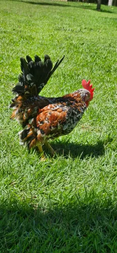Galinha