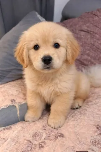 Golden Retriever - O amigo perfeito para todas as fases da vida!