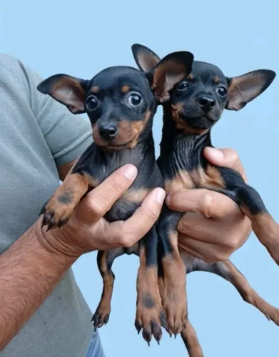 Pinscher mini