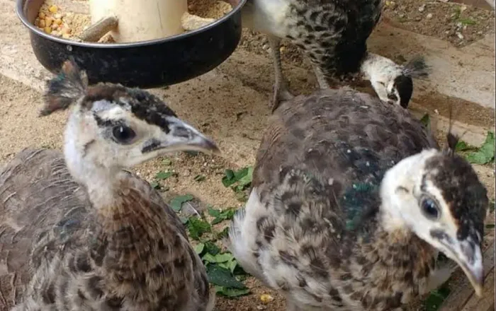 Galinha azul