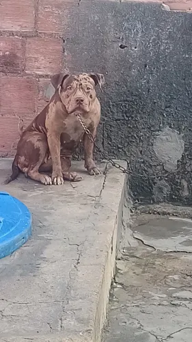 Vendo linda cadela Pit monster de 11 meses