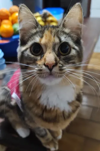 Gatinha Fêmea Para Adoção Responsável
