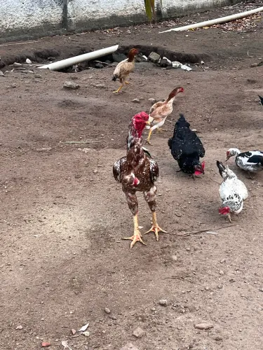 Galinhas, patos, frangos e marrecos