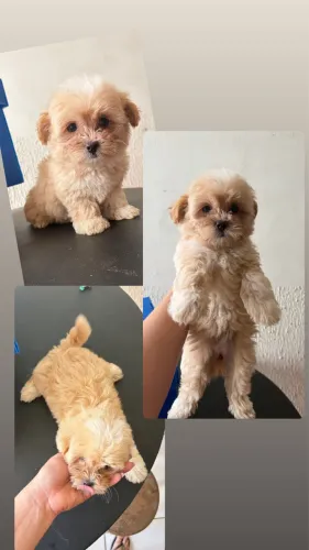 Cachorro