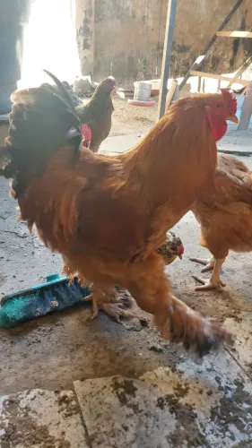 Galinhas raça Brahma