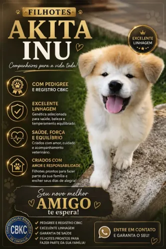Filhote Akita Inu