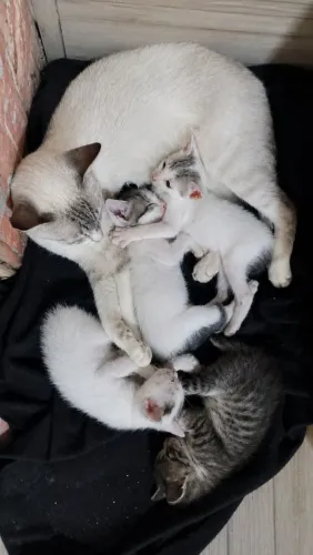 Gatinhos para adoção