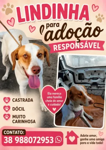 Lindinha disponível para adoção RESPONSÁVEL!