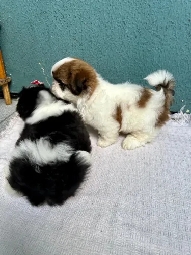 Doação Responsável Pet