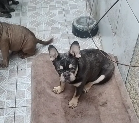 Bulldog francês com pedigree