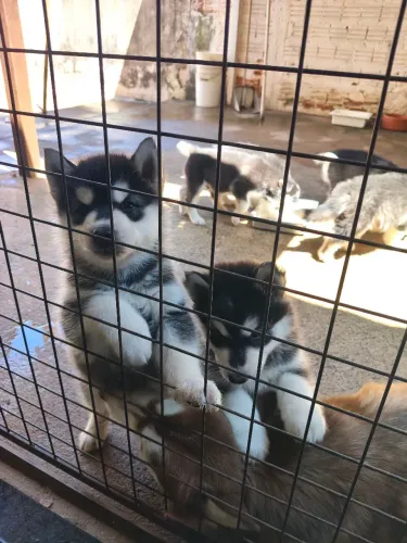 Filhotes de Husky Siberiano