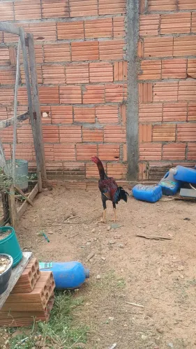Frango caipira