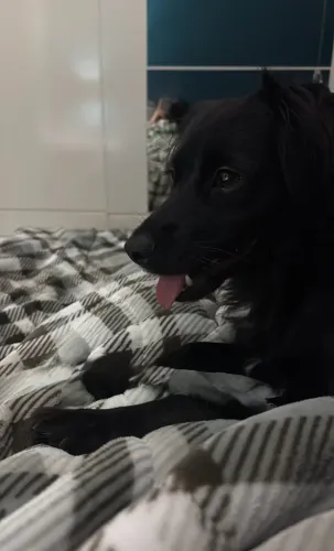 Doa-se cachorra