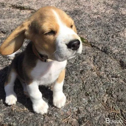 Lindos Filhote de Beagle | Alegria em Quatro Patas Esperando por Você