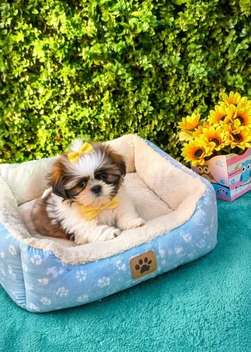 Shitzu nacho micro vacinado tratar particular entrego 