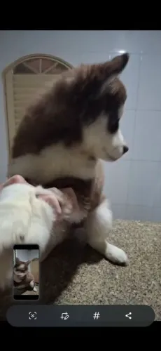 Husky 